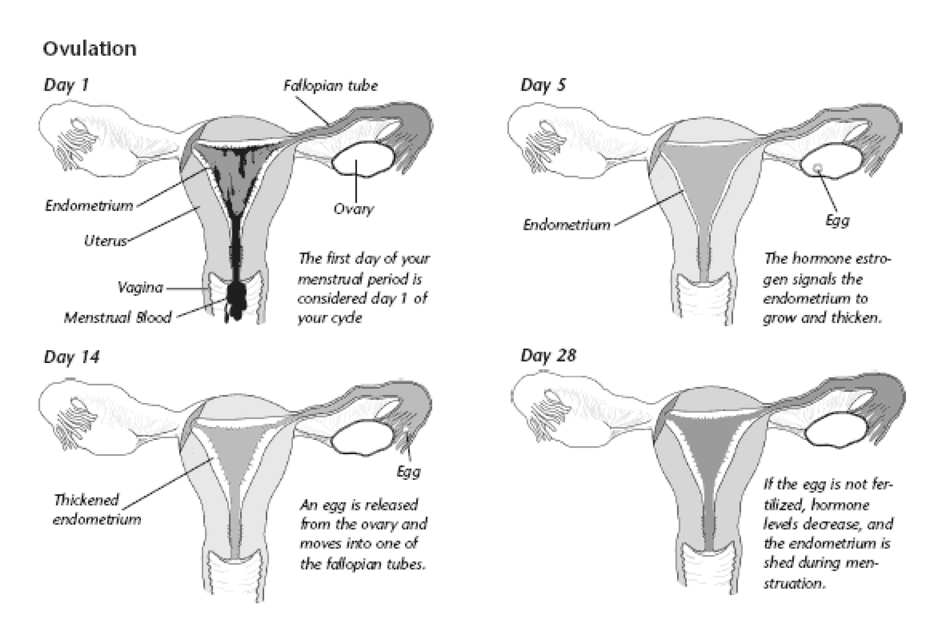 Symptoms of Ovulation During Perimenopause