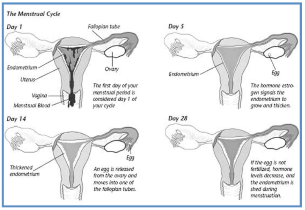 When does menstruation start and stop?
